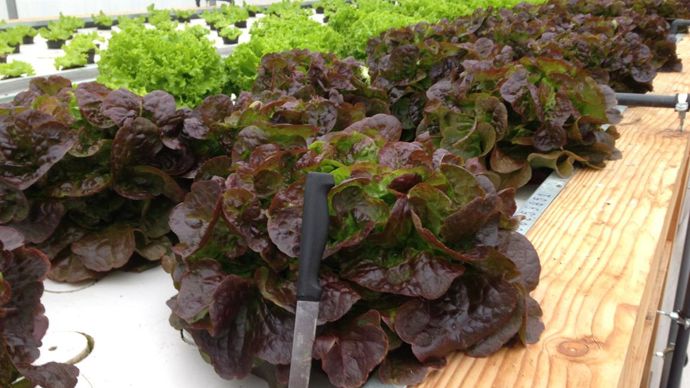 Cultures de salades, à La Canourgue. La qualité est au rendez-vous, comme dans une exploitation privée. ©C. Lejolivet